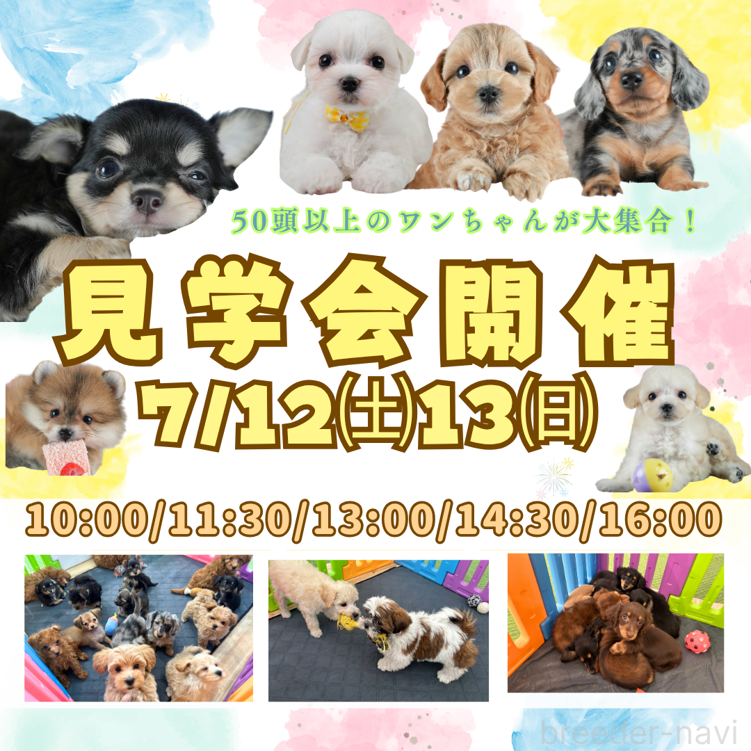 鈴木理菜ブリーダー